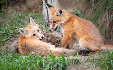 Fototapeta premium Red fox kits in the wild