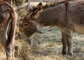 dwarf donkey eating silage staw