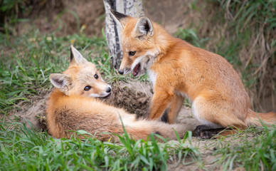 Red fox kits in the wild