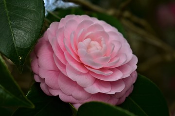 Pink Camelia