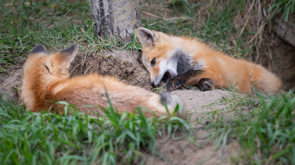 Red fox kits in the wild