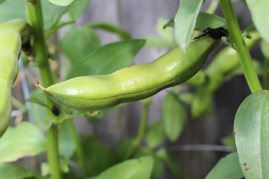 Fava bean pod growing in a pot in the garden