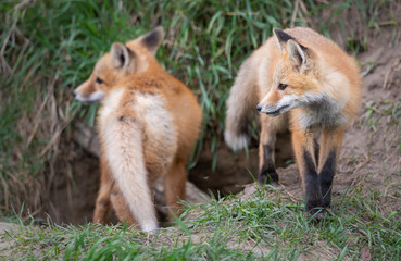Red fox kits in the wild