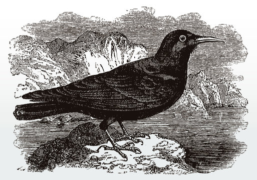 Red-billed chough pyrrhocorax in side view standing on rock, after antique illustration from the 19th century