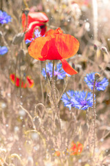Close-up on flaming red poppies and bright blue cornflowers outdoors on a field, tinted image