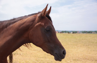 Fototapeta premium Arabian horse portrait against the background of blue sky.