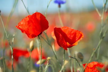 Red and orange poppies, bright blue cornflowers outdoors on a field. Spring natural background.
