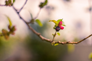 Blackberry growing on the tree branch close up faded look