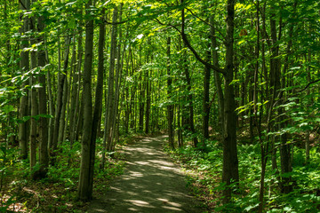 Obraz premium Walking at Escarpement park