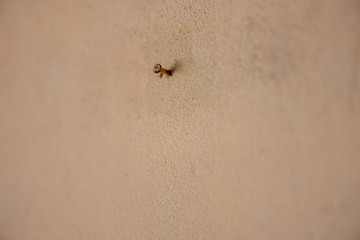Single painted nail on a beige wall