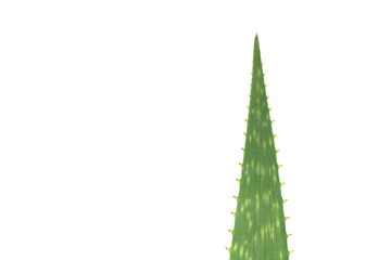 Aloe vera leaves isolated on white background.