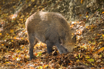 Boar in the autumn forest. Autumn in the forest.