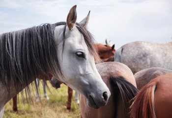 Arabian horse portrait against the background of blue sky.