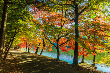 紅葉のトンネル