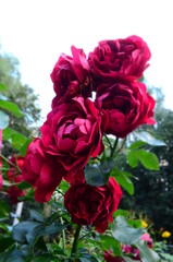 Branch of a scarlet wattled rose