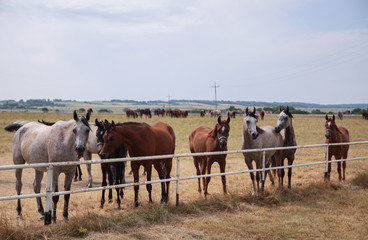Fototapeta na wymiar Arabian horses on a green pasture