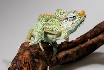 Helmeted chameleon / Helmchamäleon (Trioceros hoehnelii) © bennytrapp