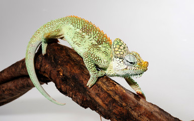 Helmeted chameleon / Helmchamäleon (Trioceros hoehnelii) © bennytrapp