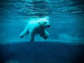  Polar Bear swimming in the water © Adrian Niculcea