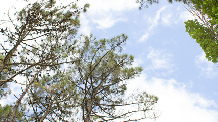 bosque y cielo