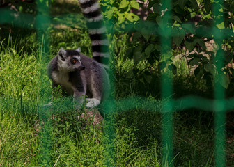 The ring tailed lemur at zoo park cage