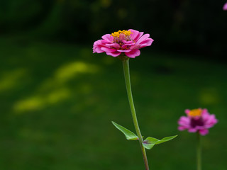 Pink Zinnia Flowers No. 21