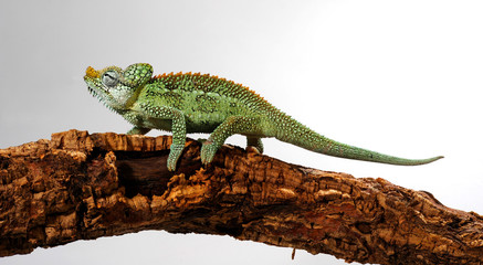 Helmeted chameleon / Helmchamäleon (Trioceros hoehnelii) © bennytrapp