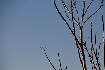 branches peeking out with a blue sky with sunset in the background