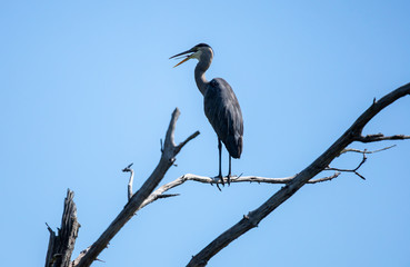 Great Blue Heron cooling off by gular fluttering while perched