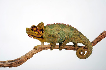 Helmeted chameleon / Helmchamäleon (Trioceros hoehnelii) © bennytrapp