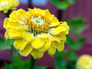 Gold Peppermint Stick Zinnia Flower