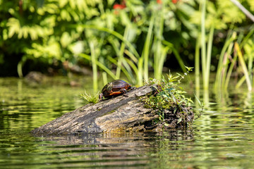 Painted Turtle exploring a log for potential basking