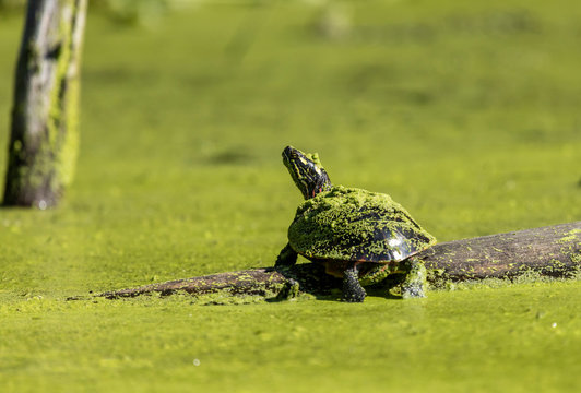 Painted Turtle basking with a hat made of duckweed from the surrounding pond