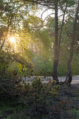Scenic beautiful photo of russian nature: sun shining through trees in forest