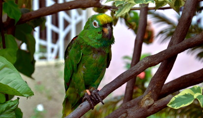 
colorful bird green, yellow, white