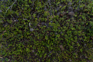 Close up of curly green moss on russian north, top view, macro shot