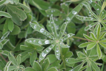 rain drops on a green leaf