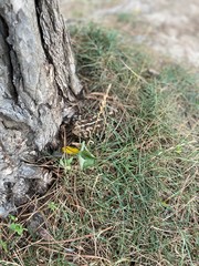 Obraz premium frog on the grass