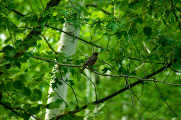 Walking close somme gooses
