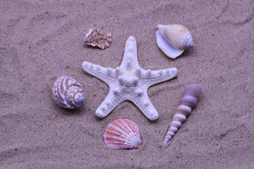 Fototapeta na wymiar Seashells and starfish on the sand or beach