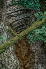 The nature of the Sochi National Park of boxwood trees.