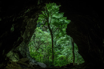 Exit of big karst cave. The nature of the Sochi National Park of boxwood trees.
