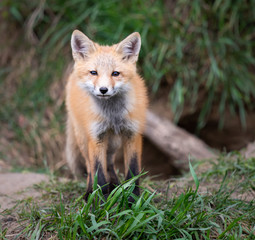 Fototapeta premium Red fox kits in the wild