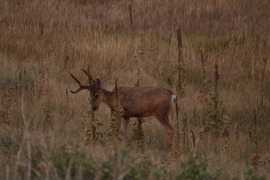 Mule Deer buck rubbing the velvet from his antlers in preparation for the rut