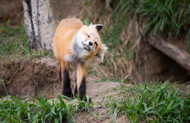 Naklejka premium Red fox kits in the wild