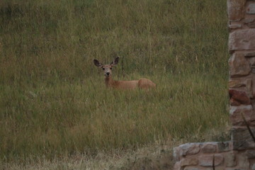 Naklejka na ściany i meble Mule deer doe lying in the tall grass