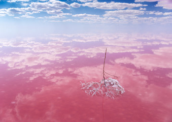 Background of reflection of clouds in the pink water; twig covered with salt crystals in the pink lake