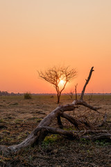 dead tree at sunset