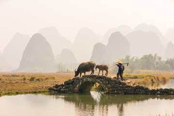 China's natural landscape. A farmer is plowing the land. Guilin's misty peaks.