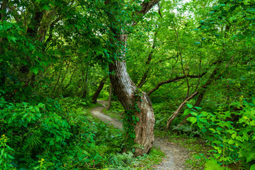 Walking and taking photos in Quebec city